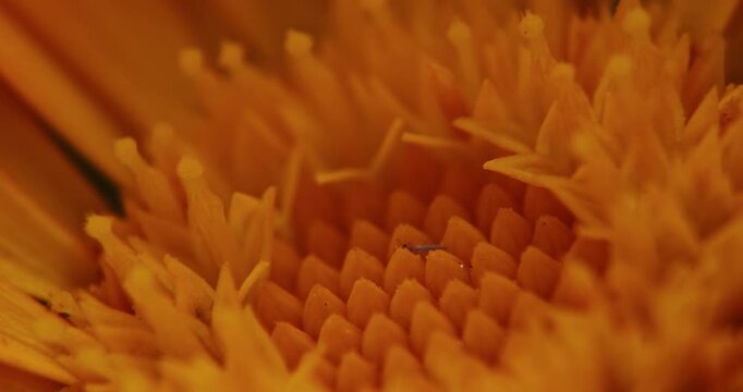 Intricate Textures of Orange Flower Close-Up for Nature