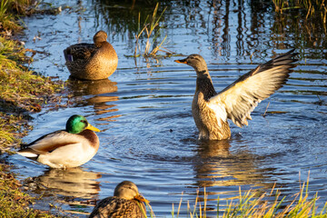 Mallard hen rises upright flashing pale primaries as golden backlight outlines feathers. Other ducks idle along the grassy bank while rings of water spread across the pond. © Oleh