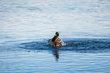 A drake erupts into bath time splashes on open water sending droplets and ripples glittering in the air. The simple lake surface frames a lively wildlife action full of energy movement.