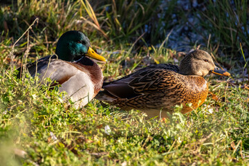 Fototapeta premium Mallard pair rest together on soft grass near the pond. The drake with emerald head sits close to the warmly patterned hen as afternoon light shapes a tender scene of companionship