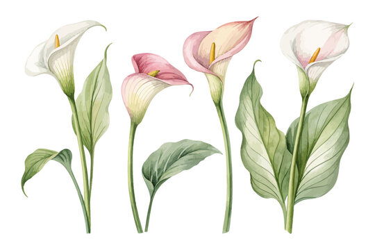 set of Watercolor Calla Lily Bloom, Minimal Floral Vector Illustration Isolated on White