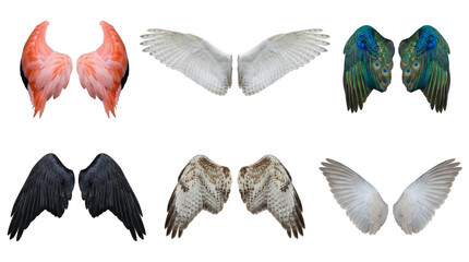 Obraz premium Bird wing set including flamingo, owl, peacock, raven, and hawk feathers isolated. Avian anatomy and fantasy costume collection.