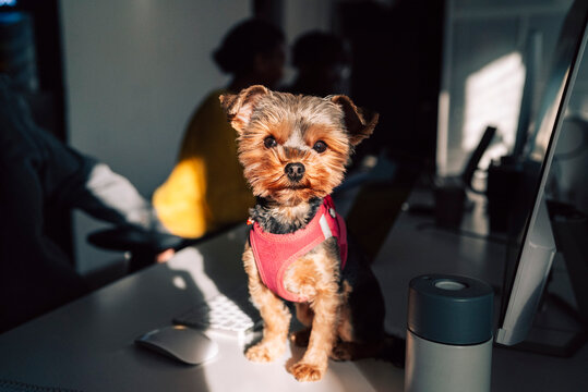Sunlight shining on Yorkshire Terrier puppy sitting at office desk