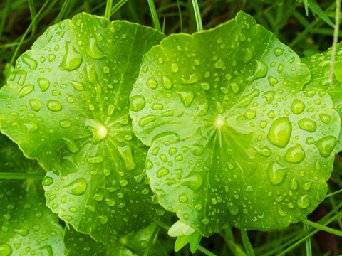 Centella asiatica, gotu kola green leaves fresh background, oraganic Leaf plant with rain water texture herbal asiatic raw food vegetable and medicine beauty cosmetic, gardent nature tropical summer.