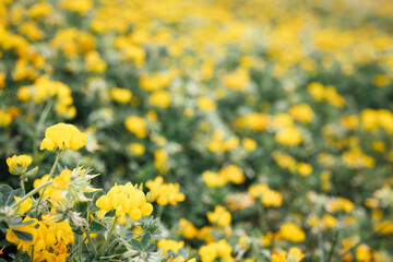 Obraz premium Vibrant field of yellow flowers in full bloom, surrounded by lush green foliage, creating a serene and picturesque natural landscape for relaxation and inspiration