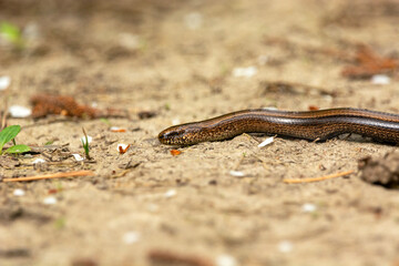 The common slow worm on earth