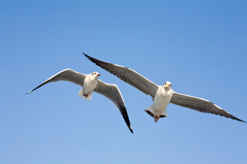 seagulls in flight