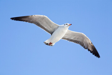 Obraz premium seagull on blue sky