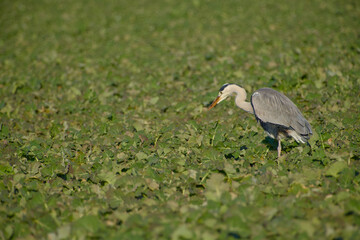 Obraz premium Grey heron foraging while walking through farmland