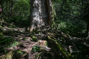 Fototapeta premium Landscape View Of Beautiful Trails To Hewei Giant Tree Park (Divine Tree) At Manyueyuan National Forest Recreation Area, Fuxing, Taoyuan, Taiwan 