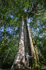 Landscape View Of Beautiful Trails To Hewei Giant Tree Park (Divine Tree) At Manyueyuan National Forest Recreation Area, Fuxing, Taoyuan, Taiwan 