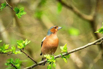 A chaffinch is sitting on a branch