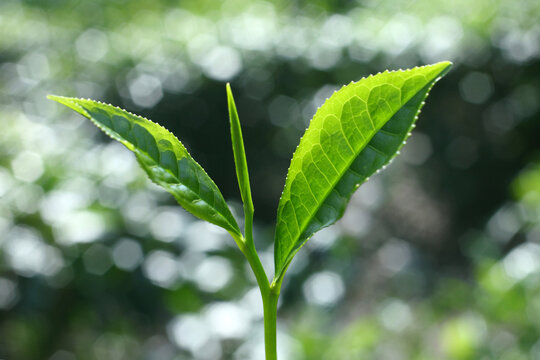 green tea leaf with dew drops