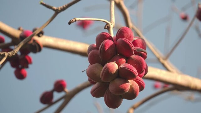 Java almond tree  has medicinal properties.