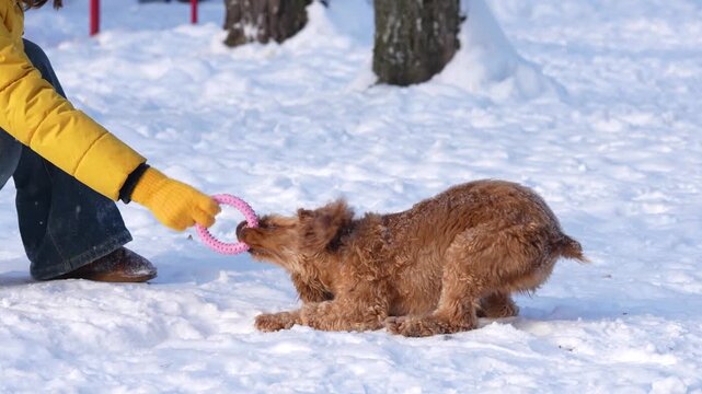 Person in yellow jacket and gloves plays tug-of-war with a brown dog in snow, showcasing the joyful interaction between human and pet in a winter setting