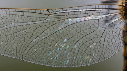 Dragonfly Wing Close Up Iridescent Pattern