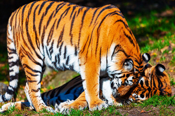 Naklejka premium Tigers interacting closely on a grassy patch outdoors. Two Bengal tigers, mother and cub, are resting together on the grass. One is nuzzling the other face in affectionate interaction