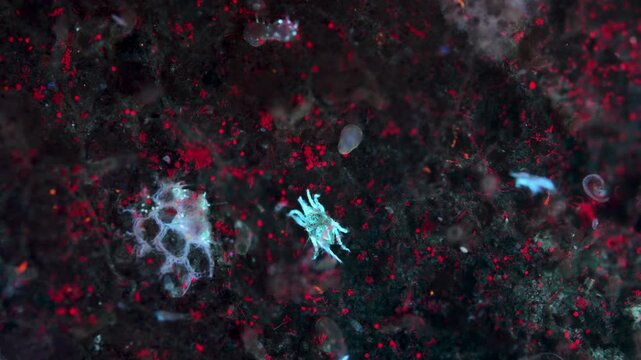 A sea mite and crustacea copepoda under a microscope. They crawl along the surface of a stone. Under ultraviolet light.