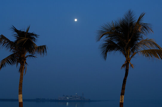 palm trees at night