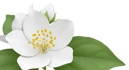 Fototapeta premium Close-up of a white Jasmine flower with green leaves