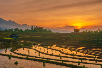 Obraz premium Beautiful morning view in Indonesia, panoramic landscape of rice fields with mountain ranges and clear sky