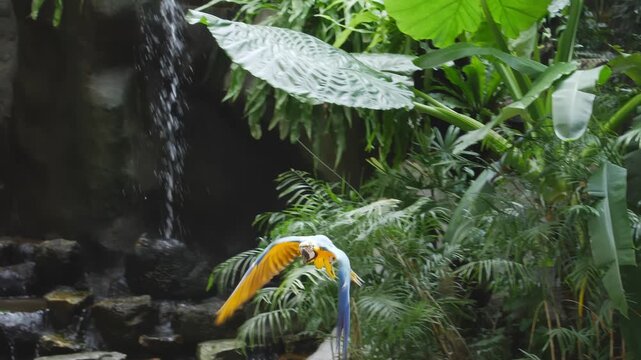 Slow-motion video of a colorful tropical parrot in flight against a lush jungle backdrop. The bird gracefully spreads its wings while flying near a cascading waterfall, surrounded by dense green folia