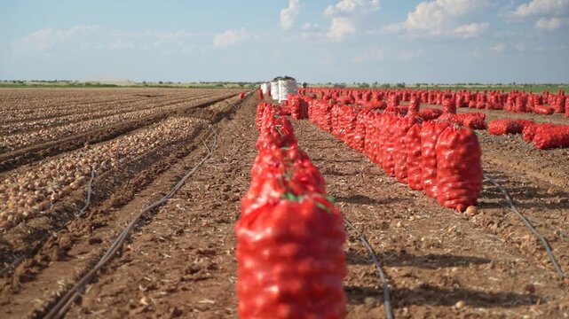 Onion harvest with red mesh bags filled with onions lined up in a dry field under blue sky. Agricultural produce, farming, and crop collection in rural farmland landscape.