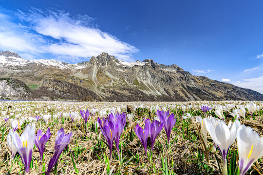 View of vibrant purple and white crocus flowers carpeting the foreground against the majestic snow-capped mountains under a clear blue sky, Maloja, Grisons, Switzerland.
