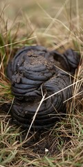 Obraz premium Cow poop in the grass