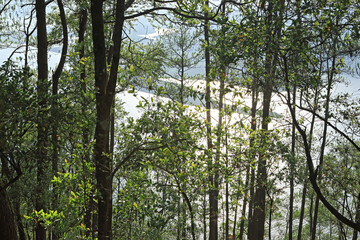 Fototapeta premium trees in the forest
