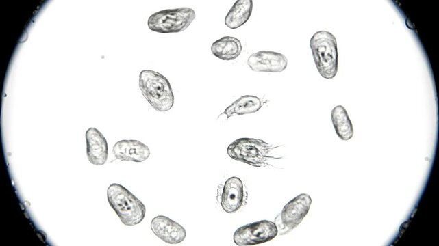 Microscopic view of Giardia lamblia parasites.