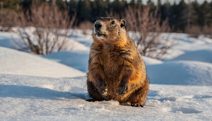 Groundhog Day Delight: A Captivating Image of a Groundhog Standing Alert in the Snow, Evoking Wonder and the Anticipation of Spring's Arrival on the Snowy Field