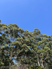 tall Eucalyptus trees against clear blue sky on a sunny day in Sydney, Australia