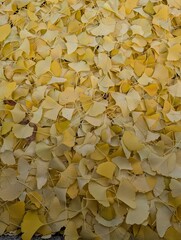 yellow ginko biloba leaves texture