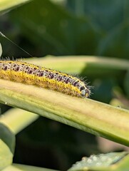 Cabbage white caterpillar