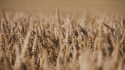 Fototapeta premium Wheat stalks stand tall in a field under bright sunlight. The grain is mature and ready for harvest. The land is open with only wheat as far as the eye can see.