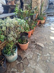 plants in pots