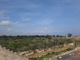vineyard in provence