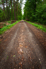 A dirt road in a green forest