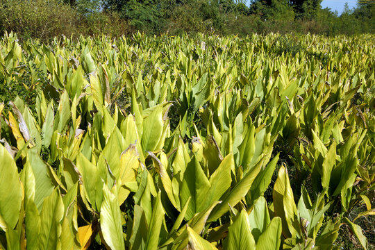 turmeric field in the summer