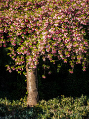 Cherry blossom tree blooming in a spring garden