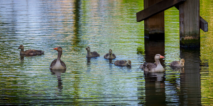 Geese family swimming together on Kwelkade canal in Tiel