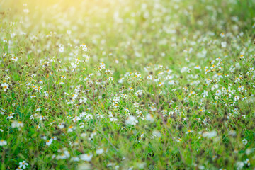 Fototapeta premium Small white wildflowers in green meadow background under golden sun flare