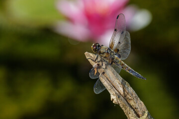 Vierfleck (Libellula quadrimaculata) © Rolf Müller