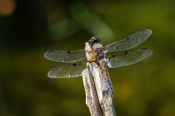 Vierfleck (Libellula quadrimaculata) © Rolf Müller