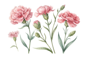 Fototapeta premium Watercolor Carnation Bloom, Delicate Pink Floral Vector pack Illustration Isolated on White