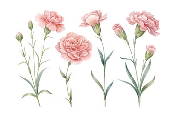 Obraz premium set of Watercolor Carnation Flower Clipart, Soft Pink Floral Art, vector illustration isolated on white background