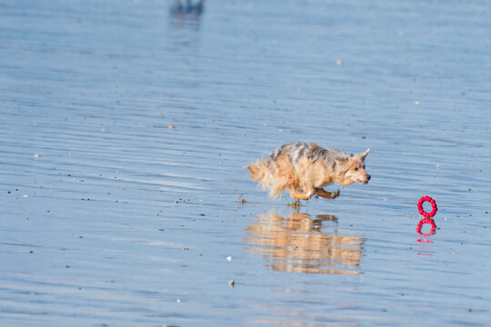 chien courant sur la plage &agrave; mar&eacute;e basse