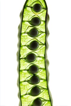 Vaina de guisantes iluminada con semillas fondo blanco, Patr&oacute;n natural de guisantes vibrantes fondo puro elegante, Fondo verde de vaina natural para promocionar productos frescos espacio para texto