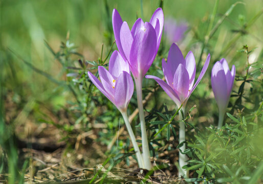 pretty purple colchicum blooming in the meadows photographed in macro